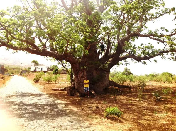 Baobab tree in Fogo