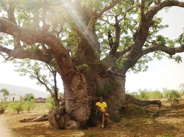 Baobab tree in Fogo