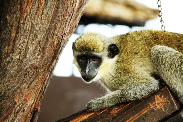 Monkey in the national park near Rui Vaz, Santiago
