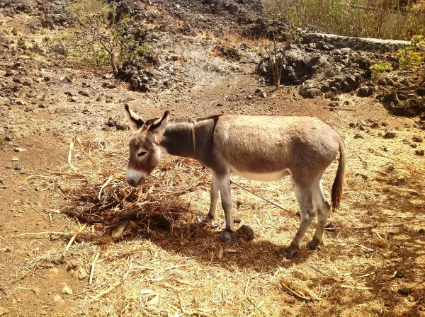 Donkey grazing at Chã das Caldeiras, Fogo